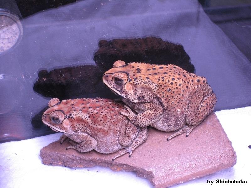 Bufo melanostictus (Duttaphrynus melanostictus) 04.jpg